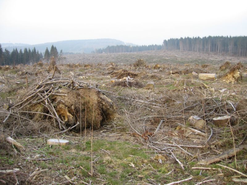 Langenberg (10) mehr Sturmschaeden